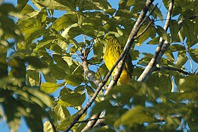 Beschreibung des Bildes Goldendove1.jpg.