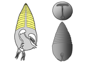 Diagram depicting the restored internal anatomy and multiple views of the shell of the Silurian nautiloid cephalopod Gomphoceras Gomphoceras characters.PNG