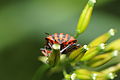 * Nomination Graphosoma lineatum --ComputerHotline 16:44, 12 June 2010 (UTC) * Decline Here the composition is imo not so good, althoug the idea of a portrait is good --Mbdortmund 10:31, 13 June 2010 (UTC)