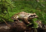 List of amphibians and reptiles of Cantabria