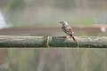 * Nomination Gray-necked Bunting, one of the rare visitor to Kathmandu Valley, Nepal. By User:Mildeep --Nirmal Dulal 14:24, 8 March 2024 (UTC) * Promotion  Support Good quality. --Poco a poco 09:04, 9 March 2024 (UTC)