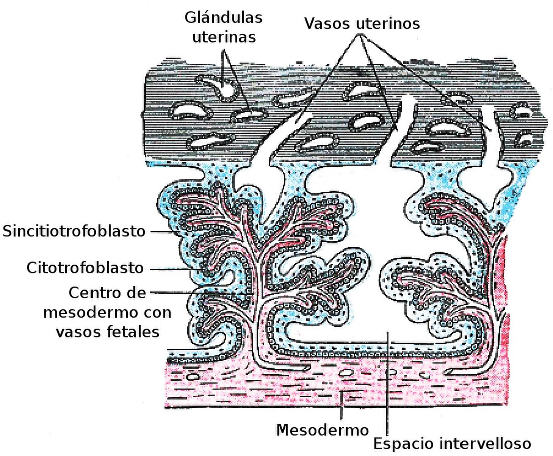 File:Gray37es.JPG