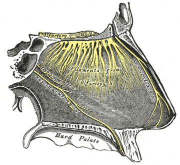 Nervo olfattivo