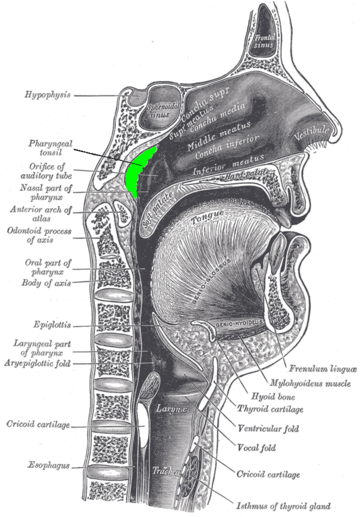 Adenoid