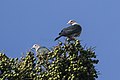 Green Imperial-Pigeon - Baluran NP - East Java MG 8102 (29210285493).jpg