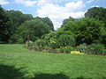 Beautiful greenery in early July at Brooklyn Botanic Garden