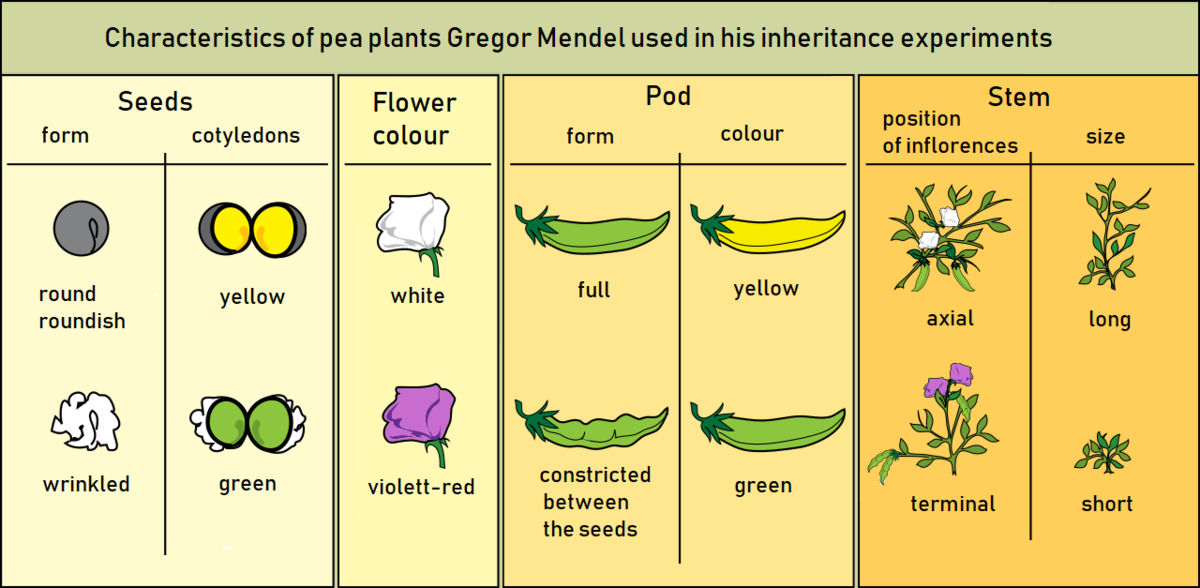 File:Gregor Mendel - of pea plants english.png - Commons