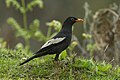 Grey-winged Blackbird - Bhutan S4E0223 (17234373941).jpg