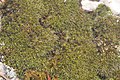 Grimmia trichophylla