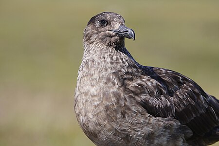 Great Skua on Handa Island (Scotland)