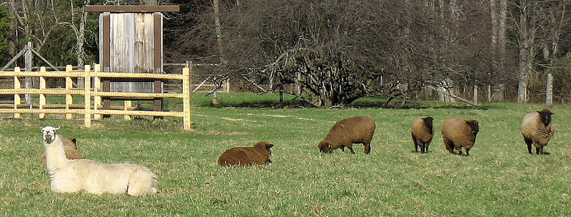 File:Guard llama and flock.jpg