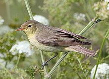 Icterine warbler Gulsanger (Hippolais icterina) (cropped).JPG