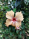 Hibiscus rosa-sinensis