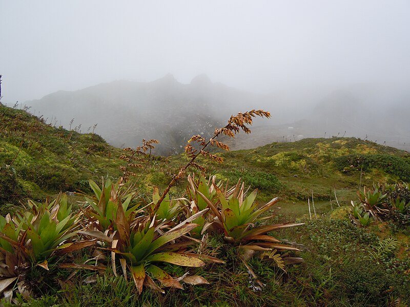 File:Guzmania plumieri, La Soufrière, Guadeloupe.JPG