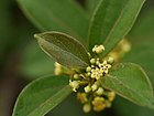 Gymnema sylvestre (Retz.) R.Br. ex Sm. (27663398884).jpg