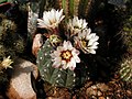 * Nomination Gymnocalycium stellatum with flowers. --Bff 15:06, 27 May 2010 (UTC) * Promotion Nice, though a bit small. Lycaon 15:12, 28 May 2010 (UTC)