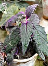 Gynura aurantiaca Purple Velvet Plant გინურა.JPG