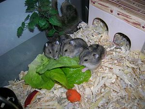 Hamster Russe: Description de lespèce, Habitat et comportement dans la nature, Le hamster russe et lHomme