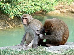 Macaques near Golden Hill