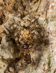 Habrocestum hongkongiense eating an ant.jpg