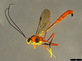 <i>Habronyx</i> Genus of wasps