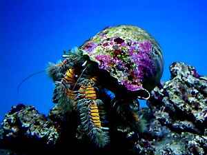 Hairy yellow hermit (aniculus maximus).jpg