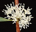 Hakea undulata