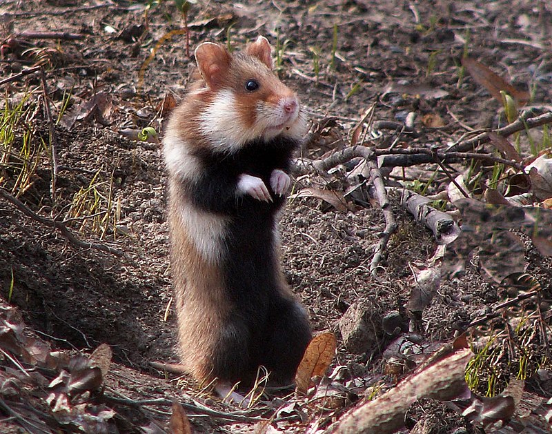 World's rarest wild hamster is now critically endangered