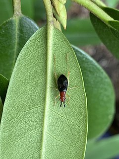 <i>Phyllopalpus pulchellus</i> Species of cricket