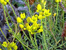 Haplophyllum linifolium subsp. rosmarinifolium