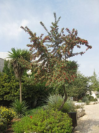 <span class="mw-page-title-main">National Botanic Garden of Israel</span>