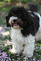 Black particolour Havanese