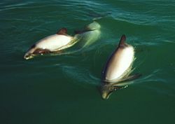 Hector's Dolphins at Porpoise Bay 1999 a cropped.jpg