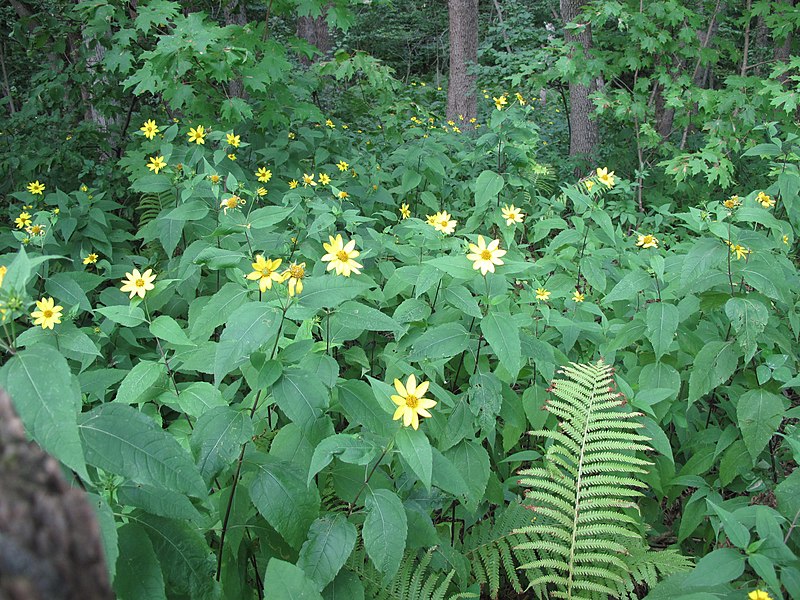 File:Helianthus decapetalus 15-p.bot-helian.decap-24.jpg