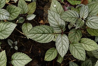 <i>Strobilanthes alternata</i> Species of flowering plant