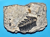 Denti fossili di Hexanchus andersoni dal Giurassico