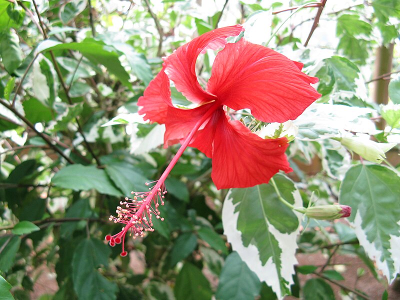 File:Hibiscus rosa-sinensis 'Cooperi'1.jpg