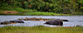 Hippopotamus amphibius & Crocodylus niloticus