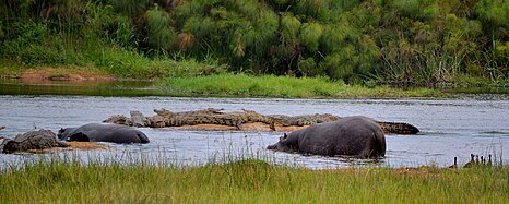 Hippopotames.