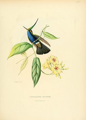Cephalepis delandii = Stephanoxis lalandi (cat)