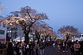 日立さくら祭り