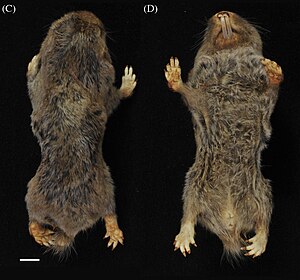 Fukomys hanangensis holotype