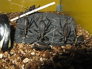 <i>Homoeogryllus</i> Genus of crickets