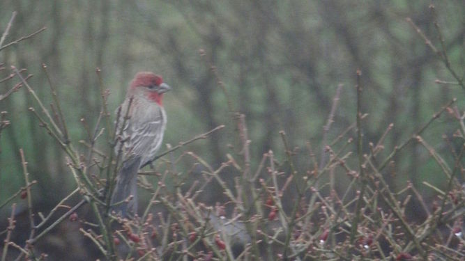 House Finch (Haemorhous mexicanus), Male