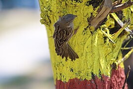 House Sparrow 2024 11.jpg