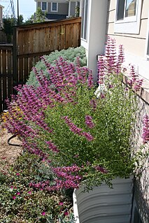 <i>Agastache cana</i> Species of flowering plant