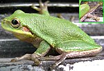 Miniatura per Hyla squirella