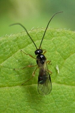 Hymenopteran