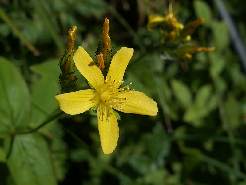 File:Hypericum montanum06.jpg