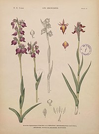 plate 14 - (text explanation page 10) × Orchiserapias ligustica × Serapicamptis ligustica × Orchiserapias fontanae × Serapicamptis fontanae × Orchiserapias duffortii × Serapicamptis duffortii